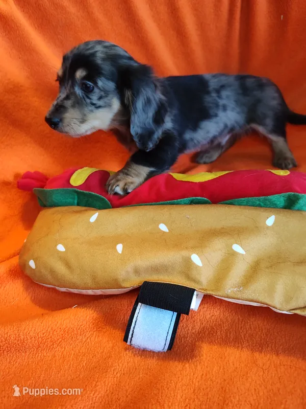 Maverick – Miniature Dachshund puppy for sale in Alexandria, IN
