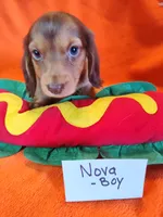 Nova, a male Miniature Dachshund for sale in Alexandria, IN – 1 of 5