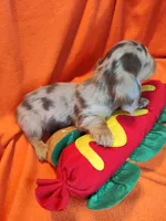 Bentley, a male Miniature Dachshund for sale in Alexandria, IN – 6 of 6