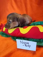 Nova, a male Miniature Dachshund for sale in Alexandria, IN – 2 of 5