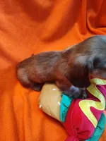 Nova, a male Miniature Dachshund for sale in Alexandria, IN – 4 of 5