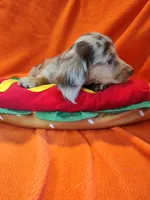 Bentley, a male Miniature Dachshund for sale in Alexandria, IN – 4 of 6