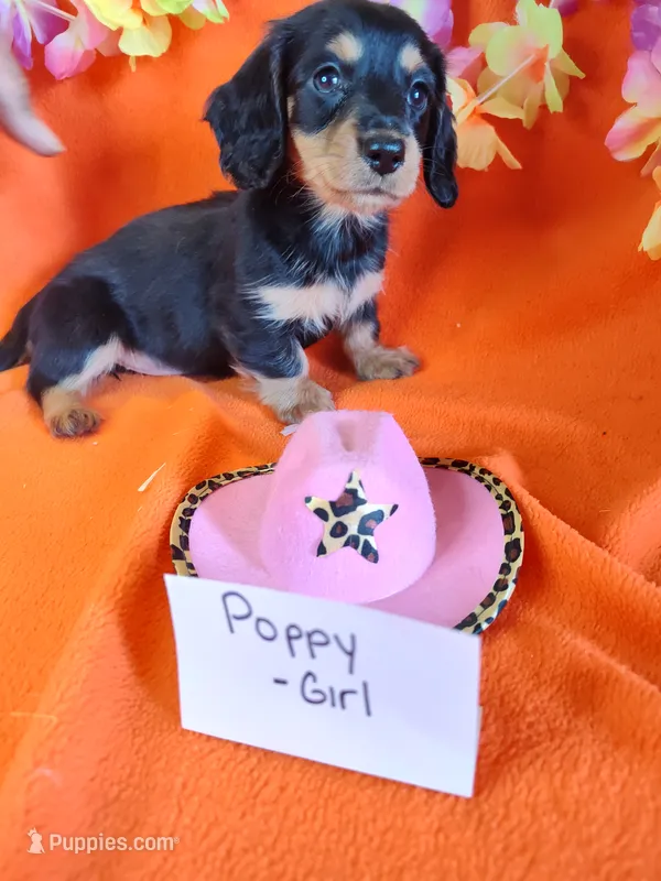 Poppy – Miniature Dachshund puppy for sale in Alexandria, IN