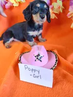 Poppy, a female Miniature Dachshund for sale in Alexandria, IN – 1 of 5