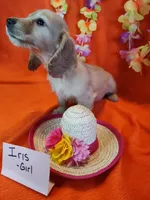 Iris, a female Miniature Dachshund for sale in Alexandria, IN – 2 of 5
