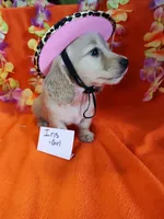 Iris, a female Miniature Dachshund for sale in Alexandria, IN – 5 of 5