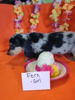 Fern, a female Miniature Dachshund for sale in Alexandria, IN – 3 of 5