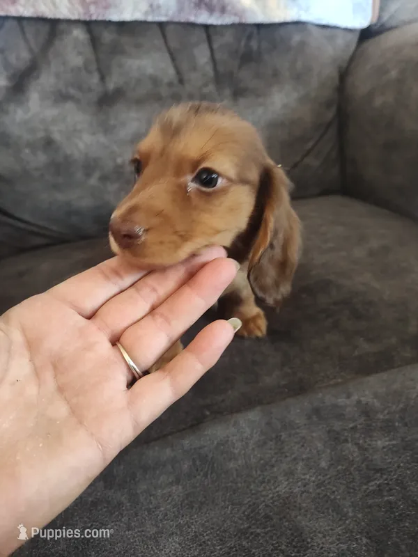 Nova – Miniature Dachshund puppy for sale in Alexandria, IN