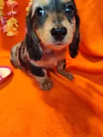 Fern, a female Miniature Dachshund for sale in Alexandria, IN – 2 of 5