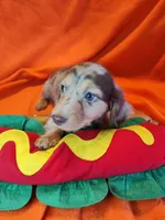 Bentley, a male Miniature Dachshund for sale in Alexandria, IN – 2 of 6
