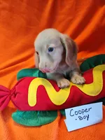 Cooper, a male Miniature Dachshund for sale in Alexandria, IN – 1 of 5