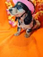 Fern, a female Miniature Dachshund for sale in Alexandria, IN – 5 of 5