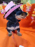 Poppy, a female Miniature Dachshund for sale in Alexandria, IN – 5 of 5