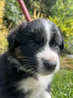Dakota, a female Australian Shepherd for sale in Vista, CA – Photo 7 of 8