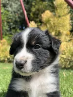 Dakota, a female Australian Shepherd for sale in Vista, CA – Photo 5 of 8