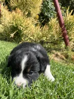 Dakota, a female Australian Shepherd for sale in Vista, CA – Photo 2 of 8