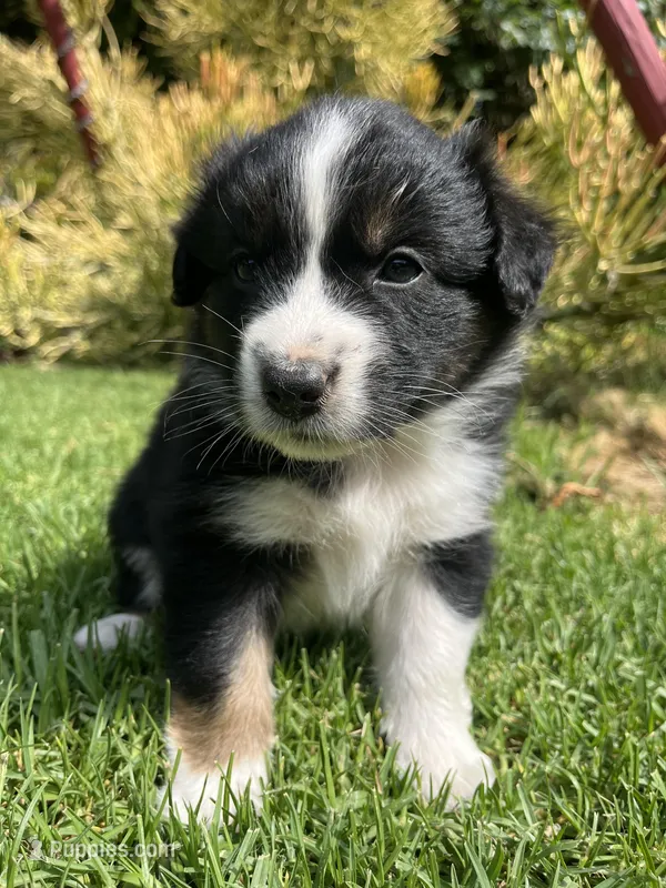 Dakota – Australian Shepherd puppy for sale in Vista, CA
