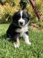 Dakota, a female Australian Shepherd for sale in Vista, CA – Photo 4 of 8