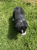 Dakota, a female Australian Shepherd for sale in Vista, CA – Photo 3 of 8