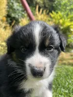 Dakota, a female Australian Shepherd for sale in Vista, CA – Photo 6 of 8