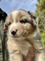 Sky, a female Australian Shepherd for sale in Vista, CA – Photo 6 of 7