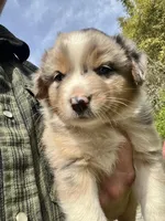 Sky, a female Australian Shepherd for sale in Vista, CA – Photo 4 of 7