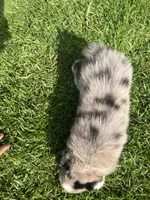 Sky, a female Australian Shepherd for sale in Vista, CA – Photo 3 of 7