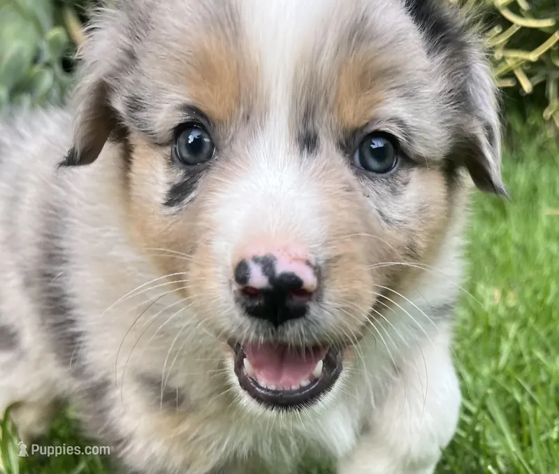 Sky – Australian Shepherd puppy for sale in Vista, CA