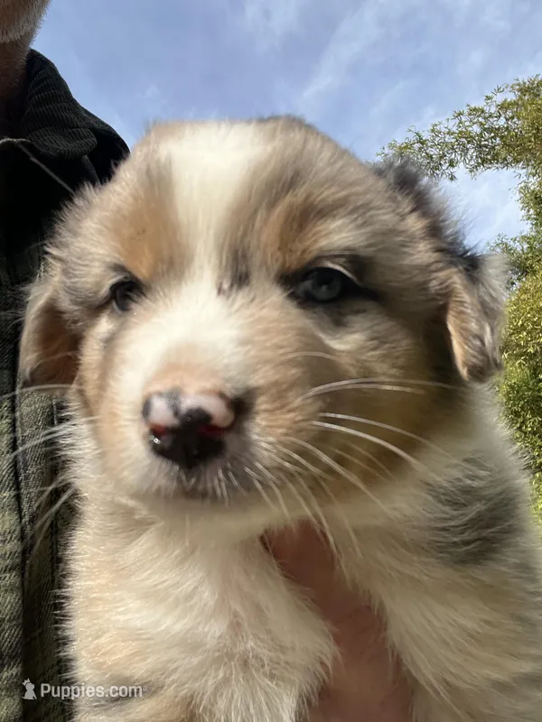 Sky – Australian Shepherd puppy for sale in Vista, CA