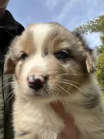 Sky, a female Australian Shepherd for sale in Vista, CA – Photo 1 of 7