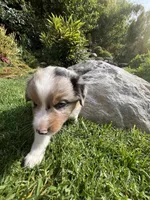 Sky, a female Australian Shepherd for sale in Vista, CA – Photo 5 of 7