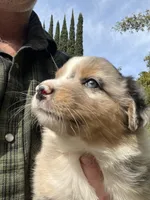 Sky, a female Australian Shepherd for sale in Vista, CA – Photo 2 of 7