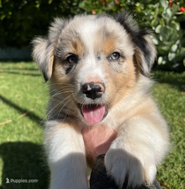 Sky – Australian Shepherd puppy for sale in Vista, CA