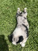 River, a male Australian Shepherd for sale in Vista, CA – Photo 4 of 10