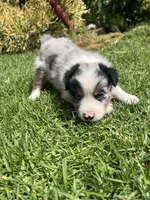 River, a male Australian Shepherd for sale in Vista, CA – Photo 8 of 10