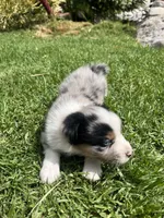 River, a male Australian Shepherd for sale in Vista, CA – Photo 3 of 10