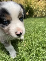 River, a male Australian Shepherd for sale in Vista, CA – Photo 7 of 10