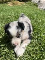 River, a male Australian Shepherd for sale in Vista, CA – Photo 2 of 10