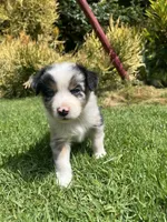 River, a male Australian Shepherd for sale in Vista, CA – Photo 5 of 10