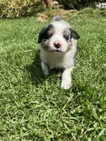River, a male Australian Shepherd for sale in Vista, CA – Photo 1 of 10