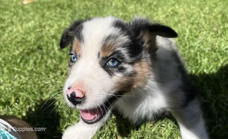 River – Australian Shepherd puppy for sale in Vista, CA