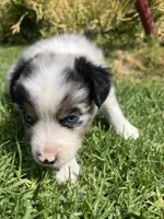 River, a male Australian Shepherd for sale in Vista, CA – Photo 6 of 10