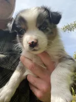 River, a male Australian Shepherd for sale in Vista, CA – Photo 9 of 10