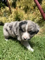 Ranger, a male Australian Shepherd for sale in Vista, CA – Photo 7 of 8