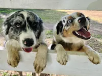 Ranger, a male Australian Shepherd for sale in Vista, CA – Photo 8 of 8