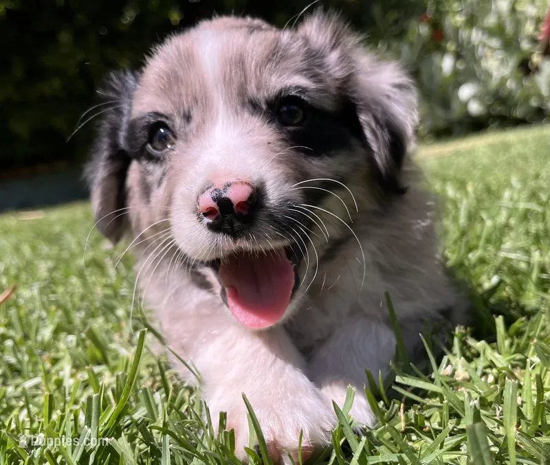 Ranger – Australian Shepherd puppy for sale in Vista, CA