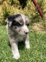 Ranger, a male Australian Shepherd for sale in Vista, CA – Photo 3 of 8