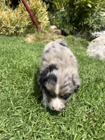 Ranger, a male Australian Shepherd for sale in Vista, CA – Photo 6 of 8