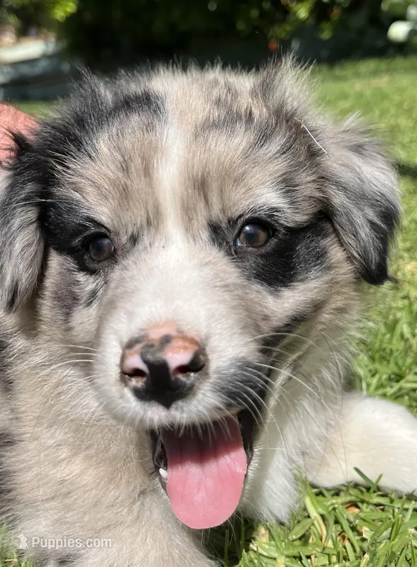 Ranger – Australian Shepherd puppy for sale in Vista, CA
