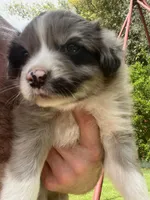 Ranger, a male Australian Shepherd for sale in Vista, CA – Photo 2 of 8
